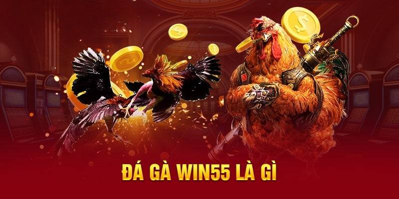 Giới thiệu chung về chuyên mục đá gà tại nhà cái Win55